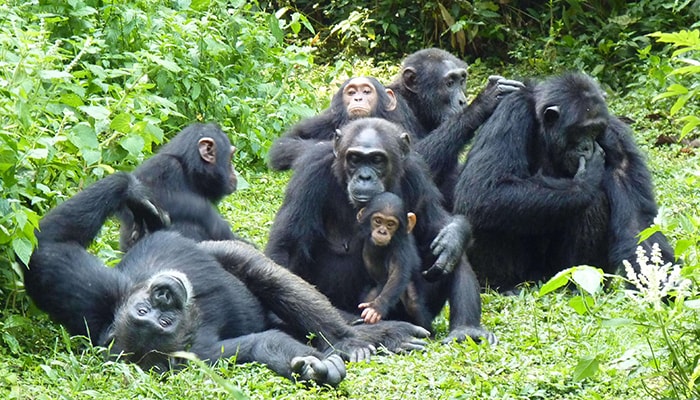 Kibale National Park TOUR IN RWANDA