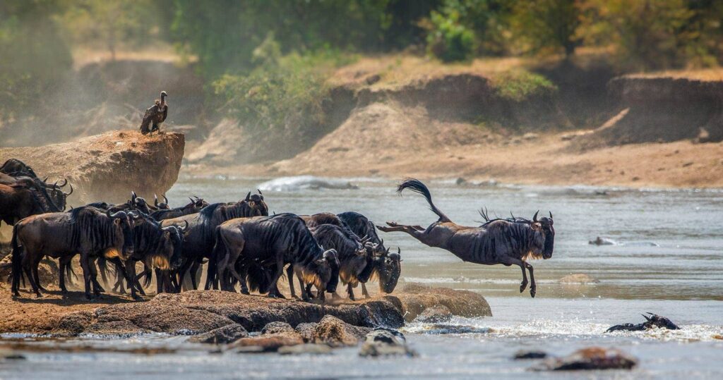 safari-serengeti-national-park