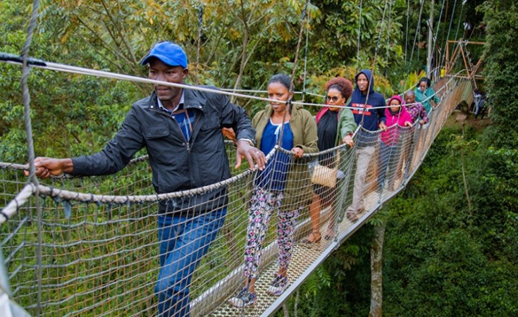 Nyungwe Canopy SIMBA SAFARI