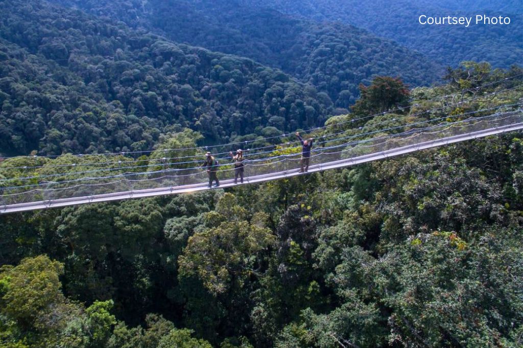 Nyungwe canopy TOUR IN RWANDA